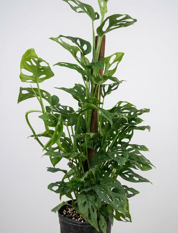 Monstera Adansonii con tutor